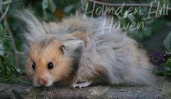 RC- Golden Umbrous Longhaired